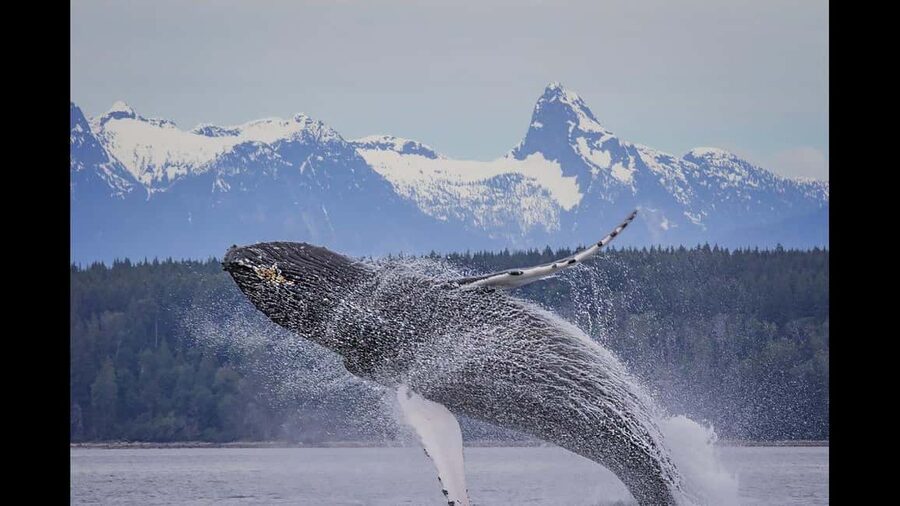 Comox: 4 Hour Whale and Wildlife Watching Tour - Desolation Sound and the wider water views