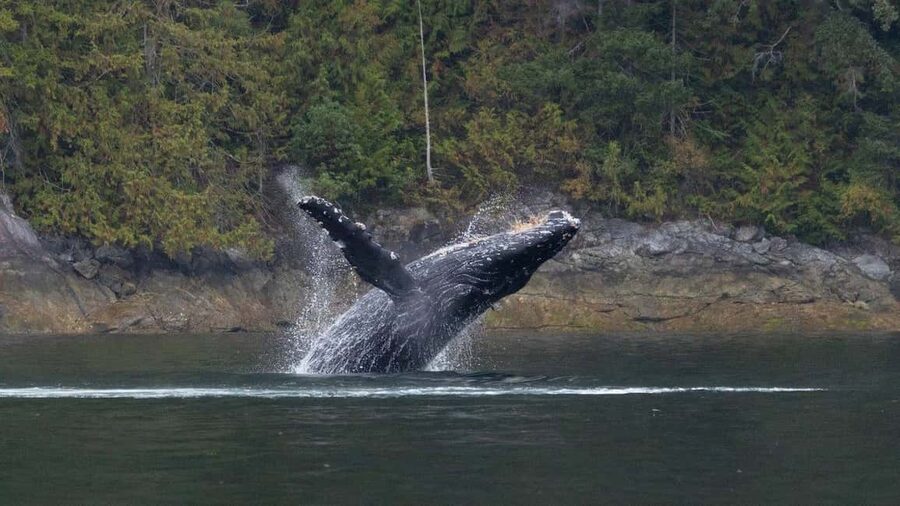 Comox: 4 Hour Whale and Wildlife Watching Tour - Sea lions, seals, eagles, and seabirds