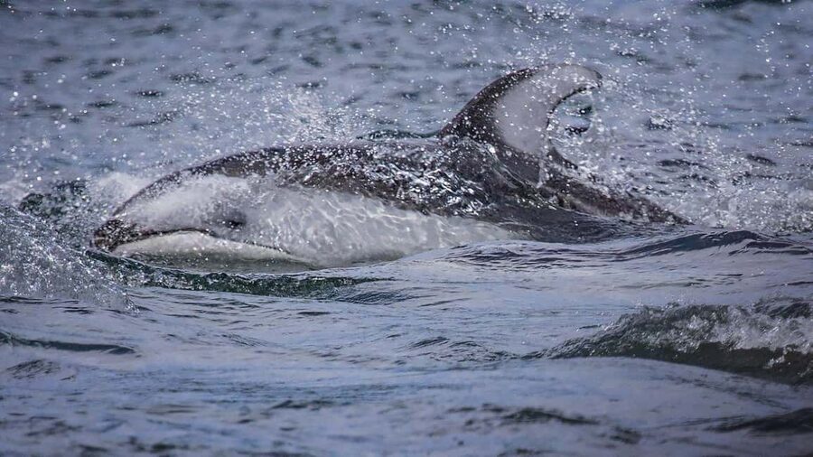 Comox: 4 Hour Whale and Wildlife Watching Tour - A practical boat setup for four hours