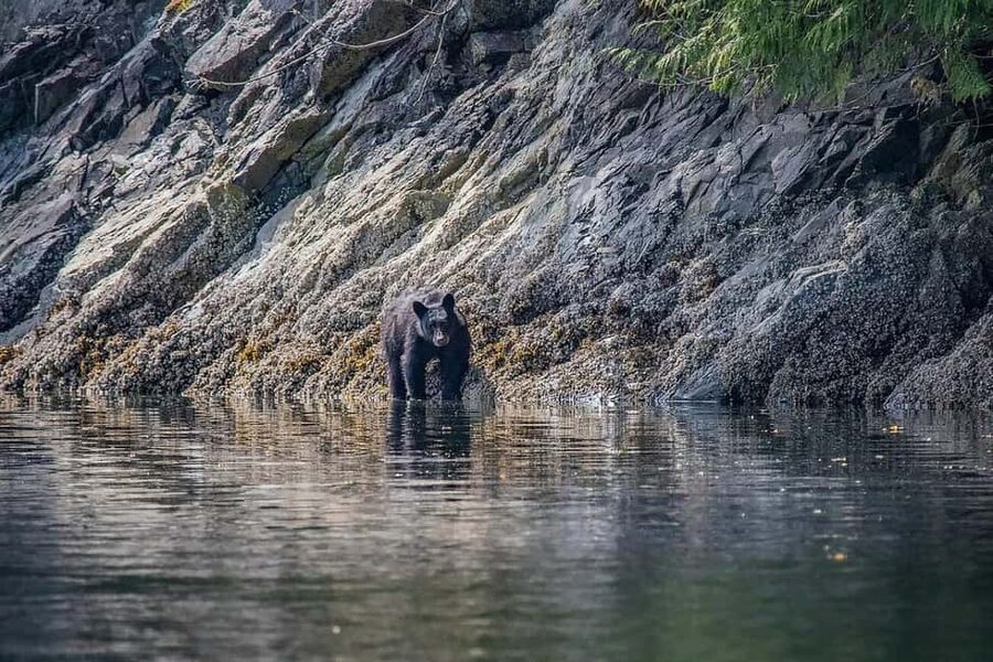Comox: 4 Hour Whale and Wildlife Watching Tour - Weather, timing, and changing plans