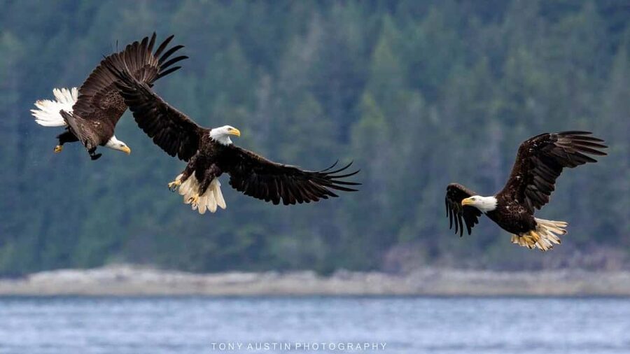 Comox: 4 Hour Whale and Wildlife Watching Tour - Who will enjoy this Comox outing