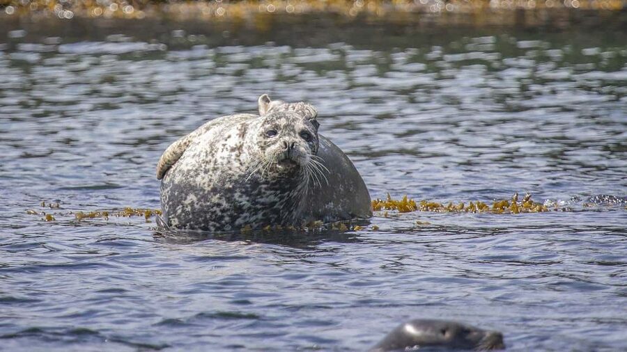 Comox: 4 Hour Whale and Wildlife Watching Tour - What to pack for the boat