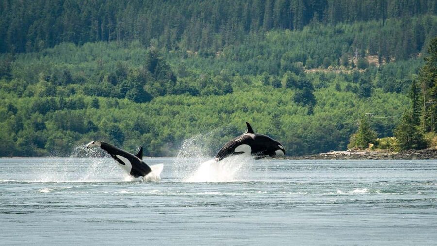 Comox: 4 Hour Whale and Wildlife Watching Tour - Searching the Salish Sea for whales and dolphins