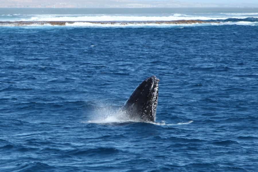 Coral Bay: 3-Hour Whale Watching Experience - Watching humpbacks in Bateman’s Bay