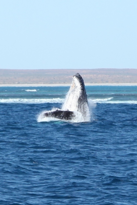 Coral Bay: 3-Hour Whale Watching Experience - The boat, food, and Champagne