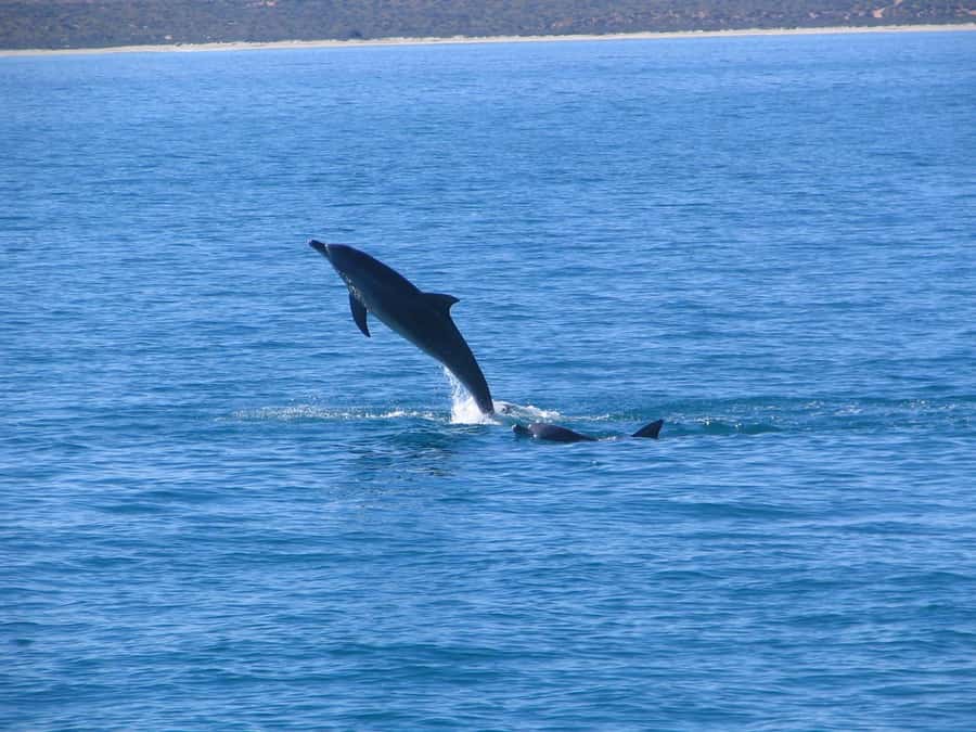 Coral Bay: 3-Hour Whale Watching Experience - Who will enjoy this cruise most
