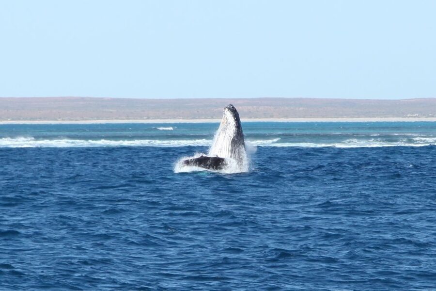 Coral Bay: 3-Hour Whale Watching Experience - Practical ways to enjoy the three hours