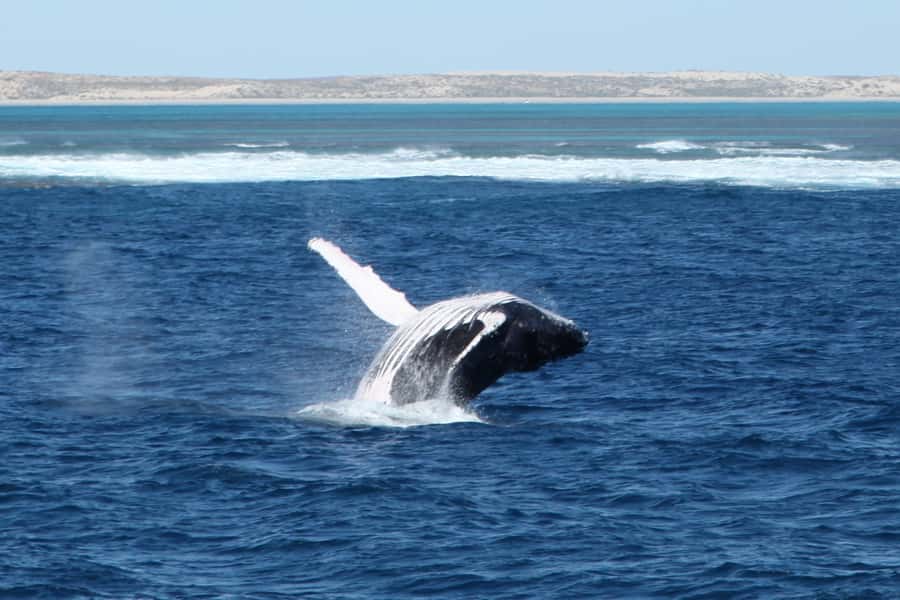 Coral Bay: 3-Hour Whale Watching Experience - Setting out from Peoples Shopping Village