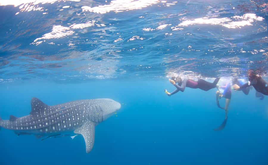Coral Bay: Ningaloo Reef Swim and Snorkel with Whale Sharks - Why Ningaloo’s whale sharks are worth the long day