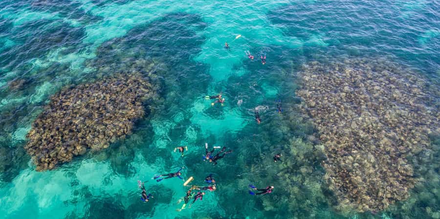 Coral Bay: Ningaloo Reef Swim and Snorkel with Whale Sharks - Safety, wildlife rules, and crew support