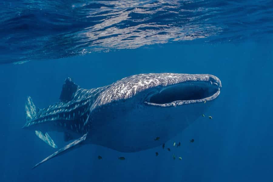 Coral Bay: Ningaloo Reef Swim and Snorkel with Whale Sharks - The 7:30 AM start and transfer to Thunder