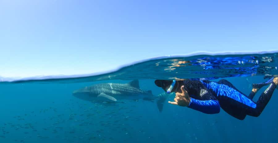 Coral Bay: Ningaloo Reef Swim and Snorkel with Whale Sharks - Morning tea, the spotter plane, and the search