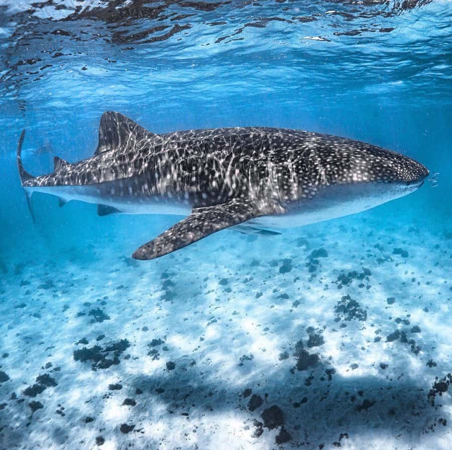 Coral Bay: Ningaloo Reef Swim and Snorkel with Whale Sharks - Swimming with the whale sharks in groups of 10