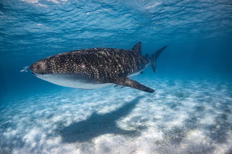 Coral Bay: Ningaloo Reef Swim and Snorkel with Whale Sharks - What you might see beyond whale sharks