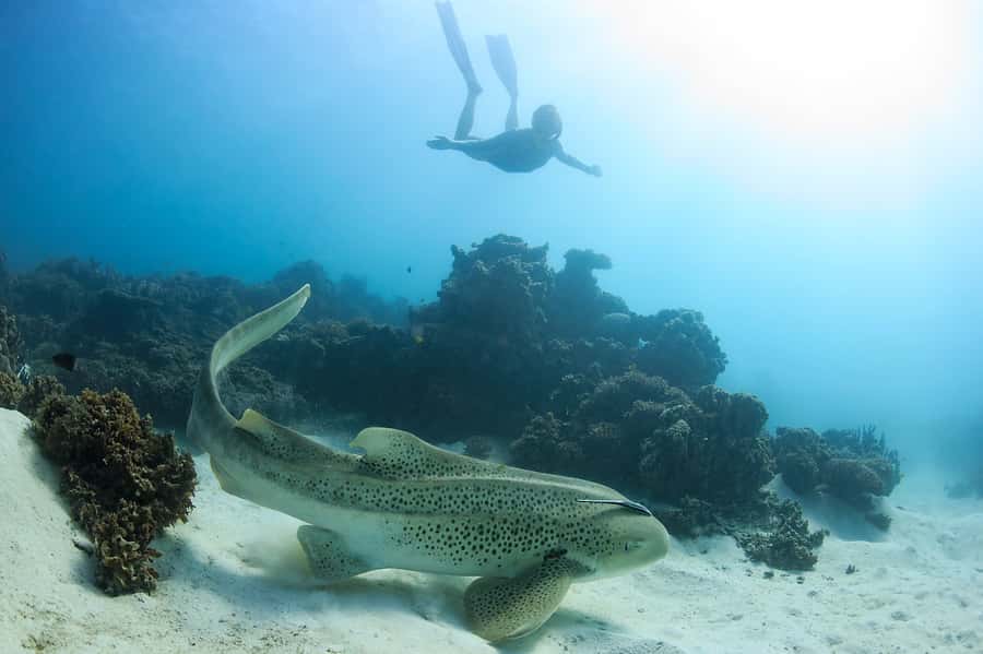 Coral Bay: Ningaloo Reef Swim and Snorkel with Whale Sharks - The second snorkel on the return journey