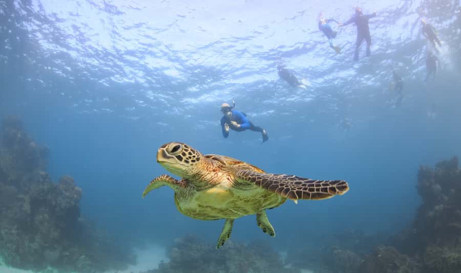 Coral Bay: Ningaloo Reef Swim and Snorkel with Whale Sharks - Food, comfort, and the long ride home