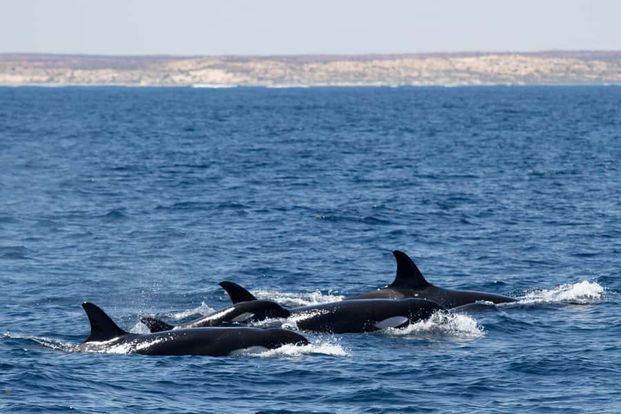 Coral Bay: Ningaloo Reef Swim and Snorkel with Whale Sharks - The photography is a real part of the value