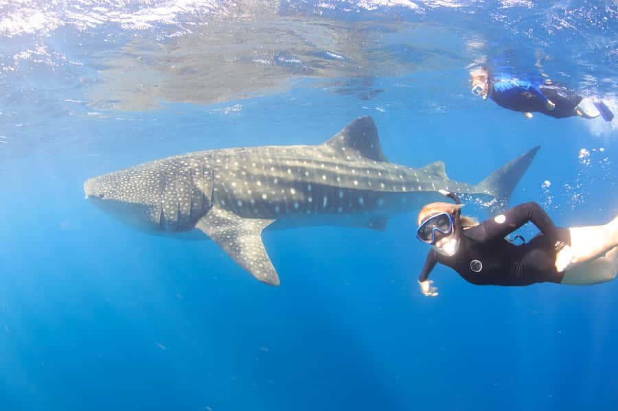 Coral Bay: Ningaloo Reef Swim and Snorkel with Whale Sharks - Your first reef snorkel: a useful warm-up
