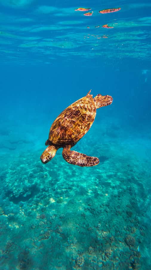 Coral Gardens Snorkel & Whale Watch - The Best Parts, and the Limits