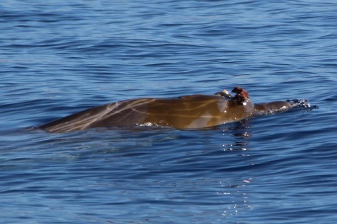 Costa Adeje | Cetacean sighting in Tenerife South - A small boat and a very different kind of whale watch