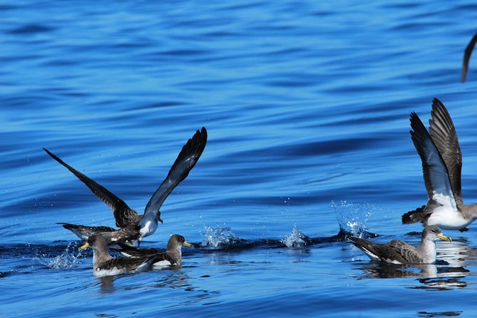 Costa Adeje | Cetacean sighting in Tenerife South - Dolphins, turtles, seabirds, and the occasional surprise