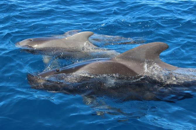Costa Adeje | Cetacean sighting in Tenerife South - What to bring for a sunny, moving boat