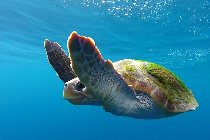 Costa Adeje | Cetacean sighting in Tenerife South - Meeting David, Mirna, and the marine biology team