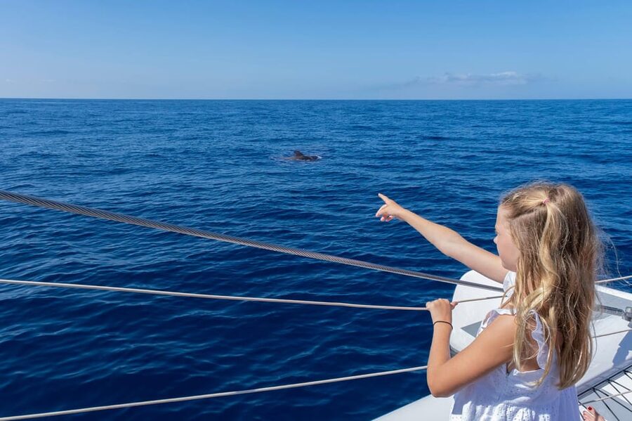 Costa Adeje: Masca and Los Gigantes Whale Watching Cruise - What the Return Sail Feels Like