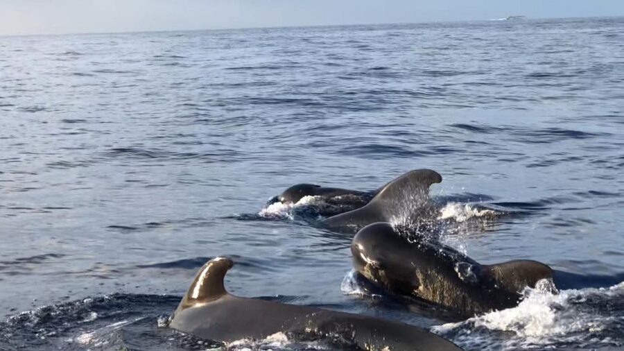 Costa Adeje: Whale and Dolphin Cruise with Food and Pickup - Key points to know before you sail