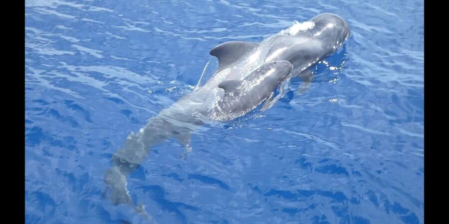Costa Adeje: Whale and Dolphin Cruise with Food and Pickup - From Puerto Colon aboard the red Maxicat