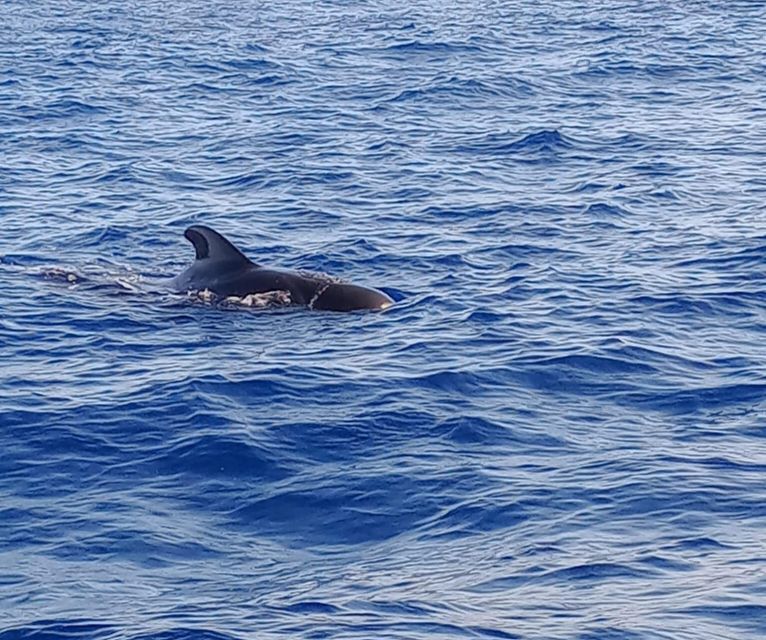 Costa Adeje: Whale and Dolphin-Watching Boat Excursion - Key points to know before booking
