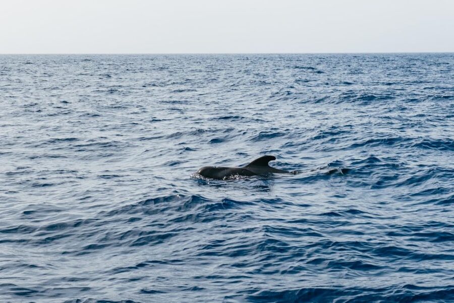 Costa Adeje: Whale & Dolphin Eco-Cruise with Snacks & Drinks - The swimming stop and Atlantic water
