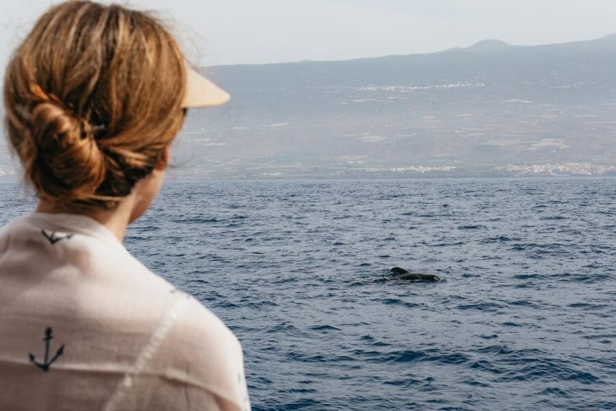 Costa Adeje: Whale & Dolphin Eco-Cruise with Snacks & Drinks - Watching whales and dolphins in the Teno-Rasca sanctuary
