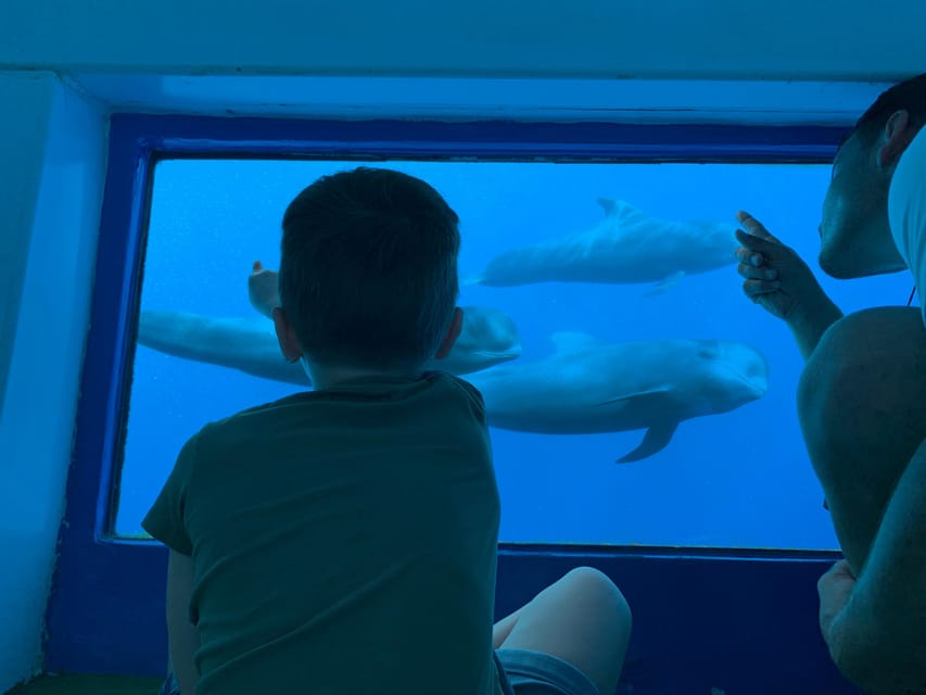 Costa Adeje: Whale & Dolphin Submarine Vision Mini Cruise - Five useful things to know before you book