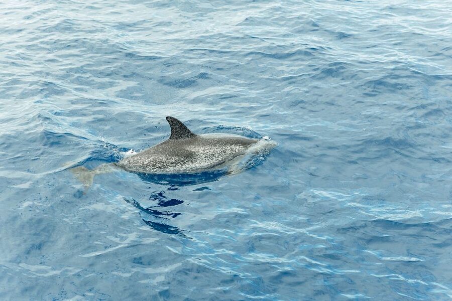Costa Adeje: Whale & Dolphin Submarine Vision Mini Cruise - Seasickness, comfort, and family practicality