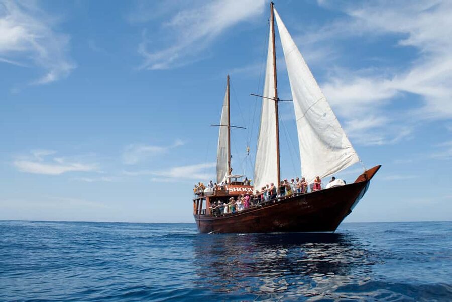 Costa Adeje: Whale & Dolphin Watching Cruise with Swim - Should you book the Shogun whale and dolphin cruise?