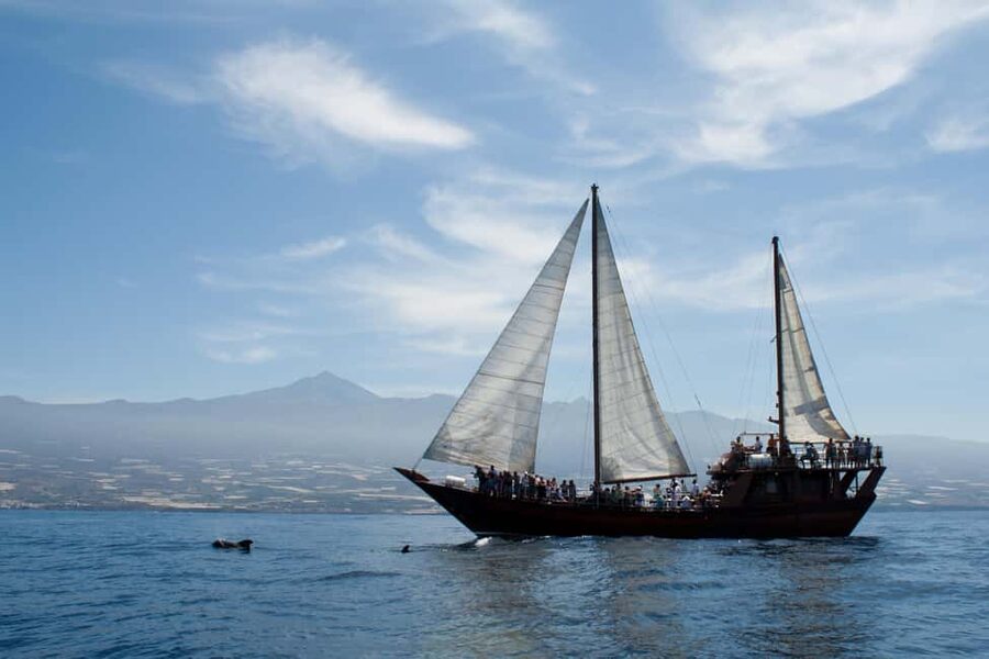 Costa Adeje: Whale & Dolphin Watching Cruise with Swim - Drinks, music, and the longer cruise options
