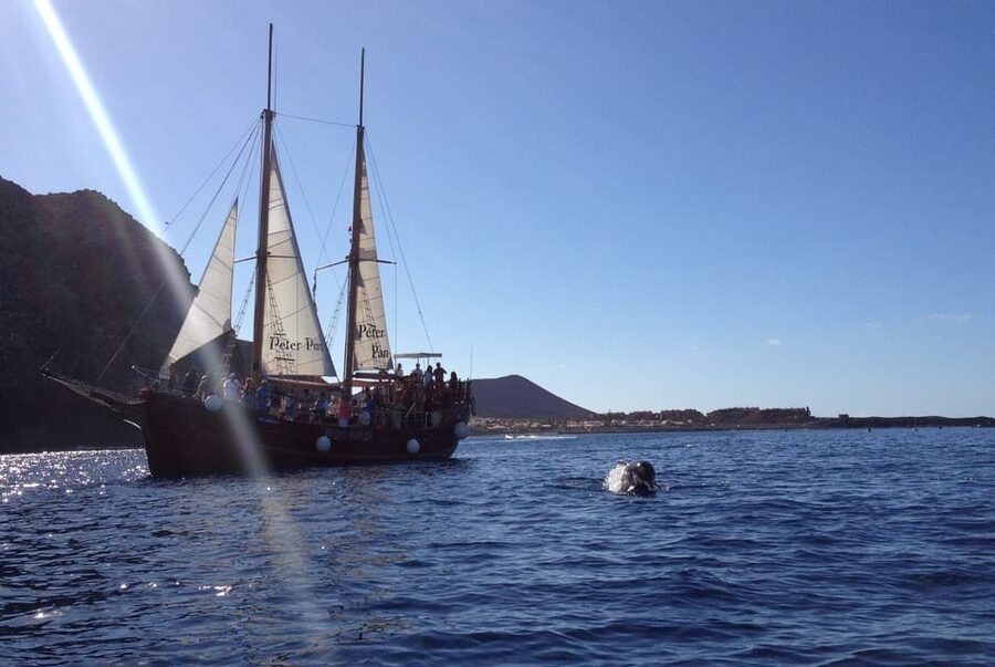 Costa Adeje: Whale & Dolphin Watching Cruise with Swim - Why the $29 price offers good value