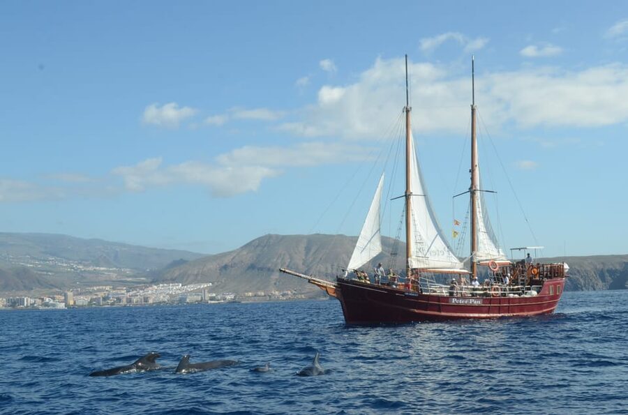 Costa Adeje: Whale & Dolphin Watching Cruise with Swim - Who will enjoy this cruise most