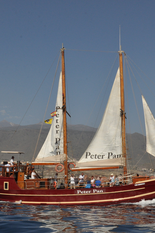 Costa Adeje: Whale & Dolphin Watching Cruise with Swim - Practical advice for a smoother outing