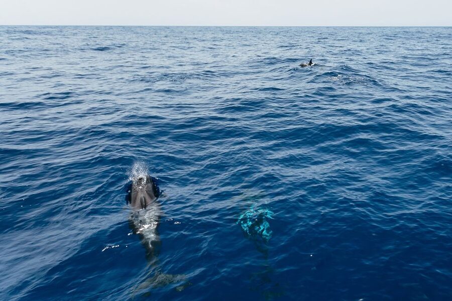 Costa Adeje: Whale Watching Catamaran Tour with Drinks - Key points to know before you book