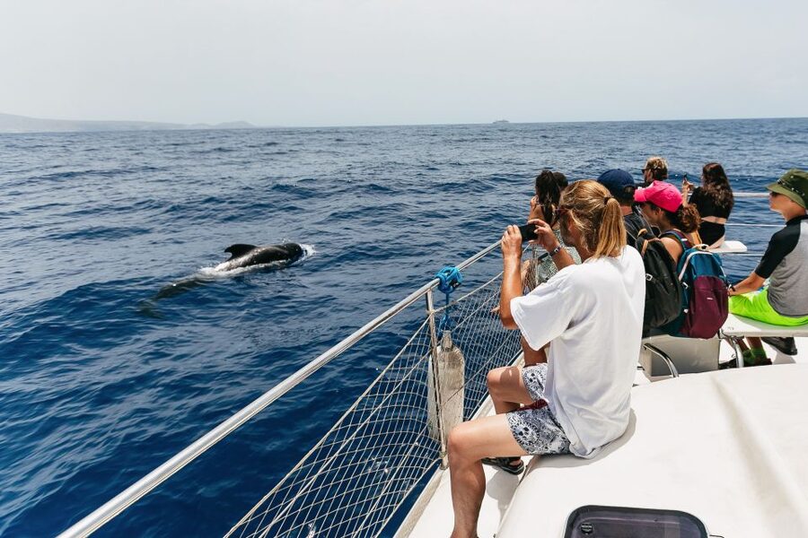 Costa Adeje: Whale Watching Catamaran Tour with Drinks - Who will enjoy this catamaran most