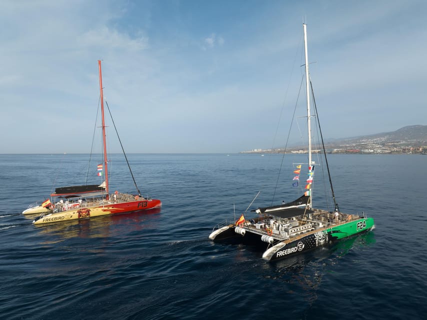 Costa Adeje: Whale Watching Cruise - Practical preparation for a smoother day