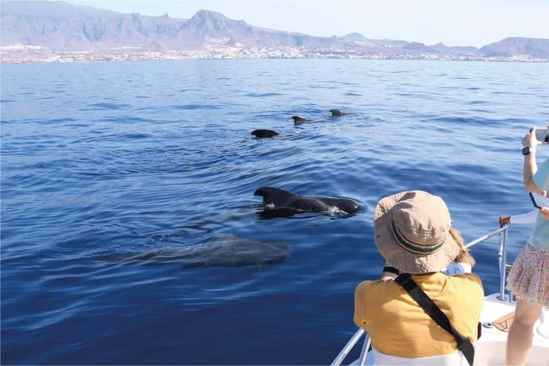 Costa Adeje: Whale Watching Eco Experience with Hydrophone. - Key points to know before booking