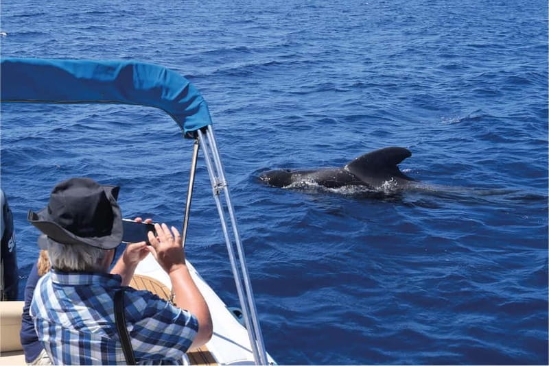 Costa Adeje: Whale Watching Eco Experience with Hydrophone. - Setting out from Costa Adeje on Papacho 2