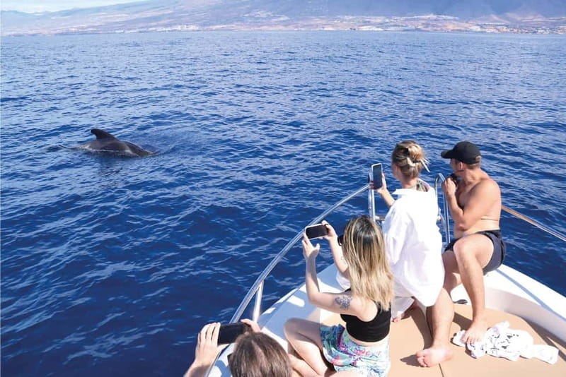 Costa Adeje: Whale Watching Eco Experience with Hydrophone. - What you may see during the 2.5 hours