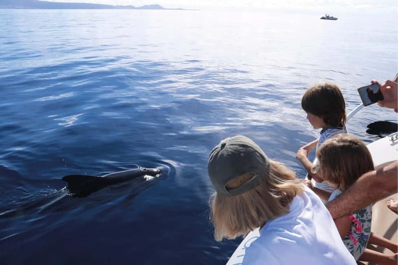 Costa Adeje: Whale Watching Eco Experience with Hydrophone. - How the small group changes the outing