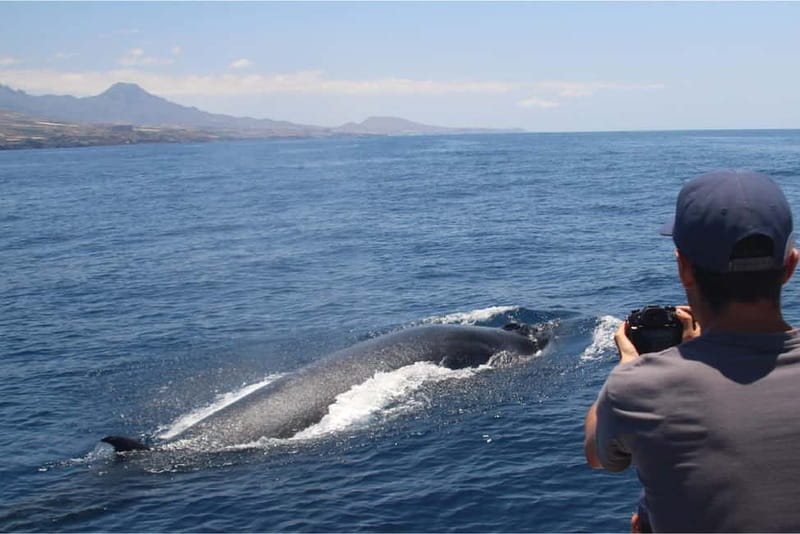 Costa Adeje: Whale Watching Eco Experience with Hydrophone. - Value: what you are paying for beyond a boat ride