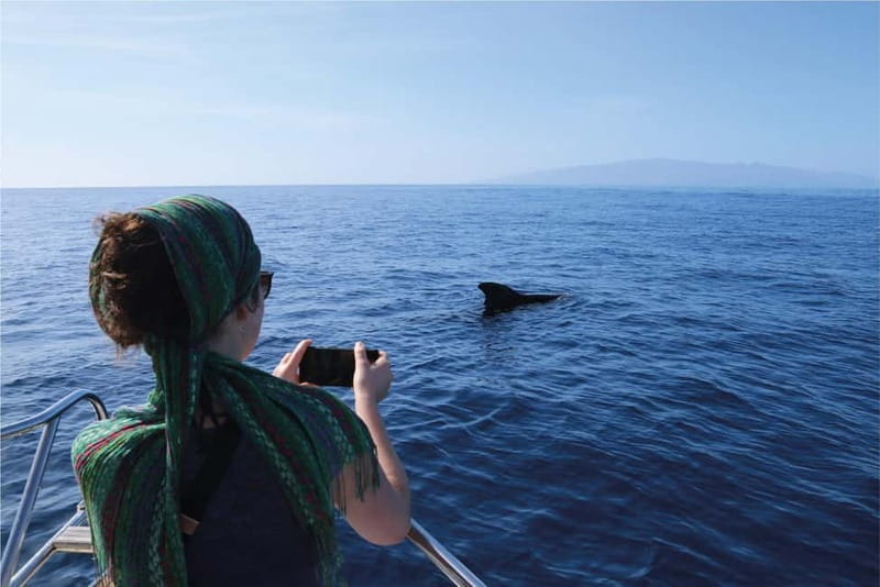 Costa Adeje: Whale Watching Eco Experience with Hydrophone. - Why the whale sanctuary setting matters