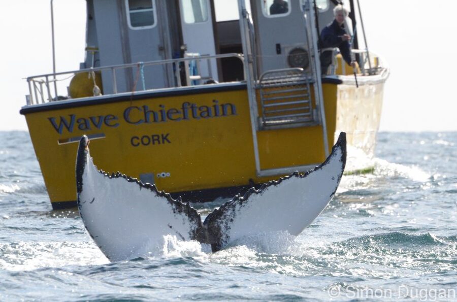 County Cork: Whale & Dolphin Watching Boat Trip - Key points to know before you sail